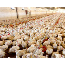 Sistema de alimentación automática de pollo de engorde Broiler Poultry Farm